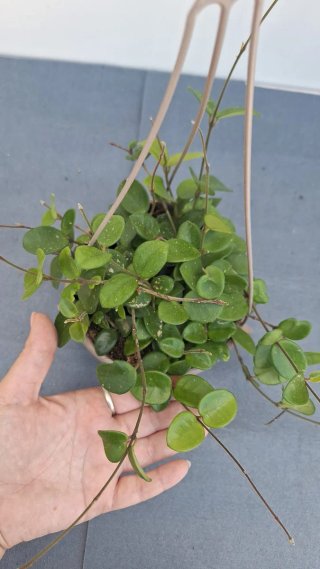 Hoya Carnosa Mix 5