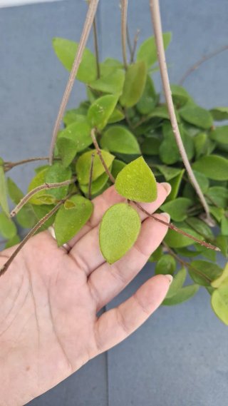 Hoya Carnosa Mix 6