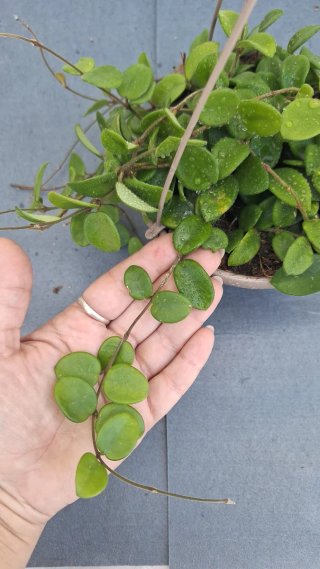 Hoya Carnosa Mix 7