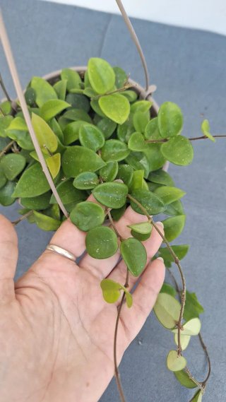 Hoya Carnosa Mix 8
