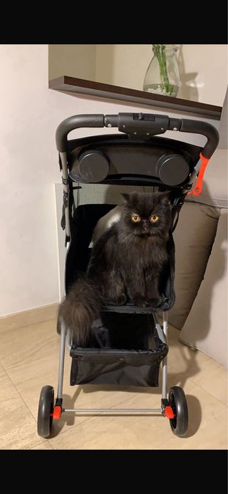 Carrito para mascotas PawHut negro