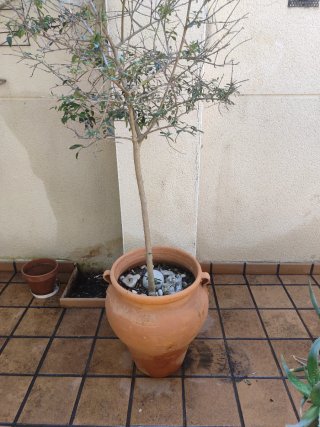 Olivo en maceta