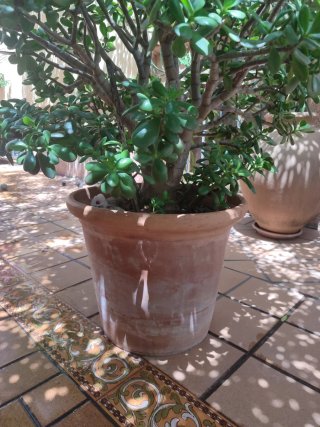 Planta Suculenta Jade