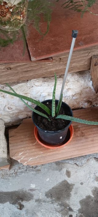 Plantas de Aloe Vera  recién transplantadas