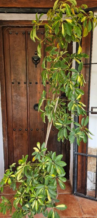 Scheflera planta de interior