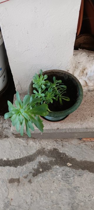 Planta suculenta en maceta