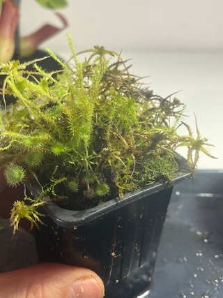 Drosera Rotundifolia varias plantas carnívoras
