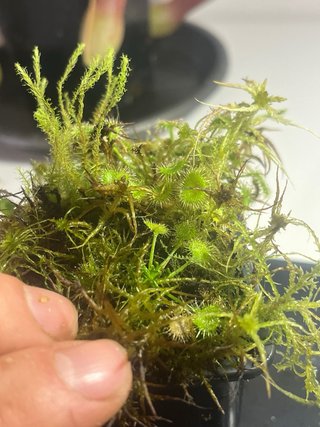 Drosera Rotundifolia varias plantas carnívoras