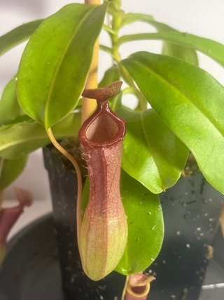 Planta Nepenthes alata-ventrata