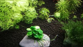 Anubias barteri "Mini Coin" (Planta de Acuario)