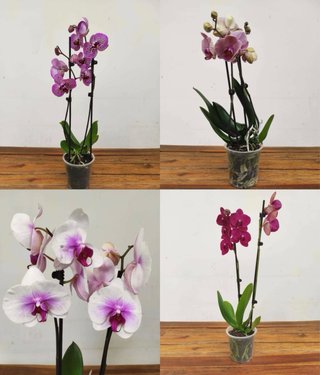 Lote 4 Orquídeas Phalaenopsis