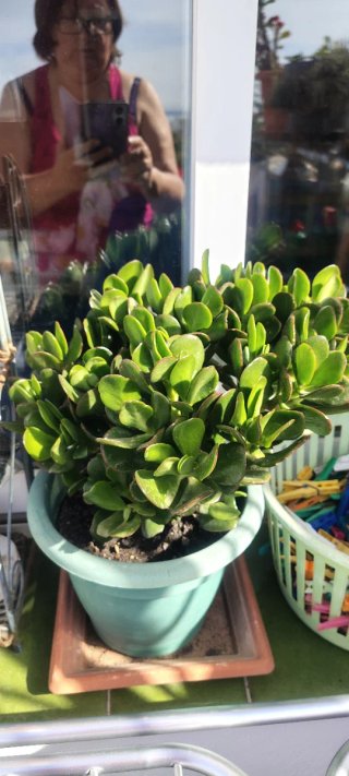 Plata Jade Planta Suculenta