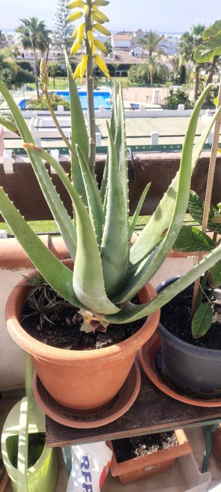 Planta Aloe Vera con Flor