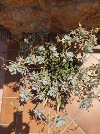 Suculentas cactus aloevera en maceta. 25€ c/ uno.