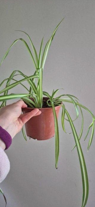 Pianta ragno Chlorophytum in vaso