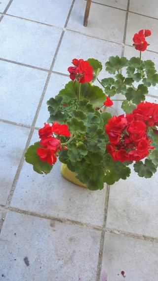 Planta Geranio Flor Roja