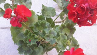 Planta Geranio Flor Roja