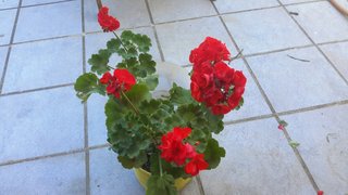 Planta Geranio Flor Roja