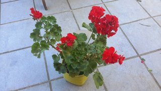 Planta Geranio Flor Roja