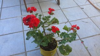 Planta Geranio Flor Roja