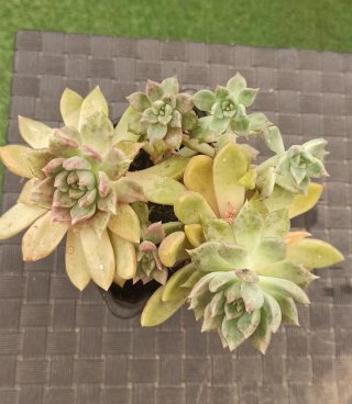 Suculentas Penélope