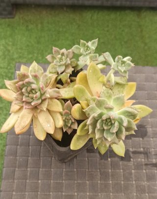 Suculentas Penélope