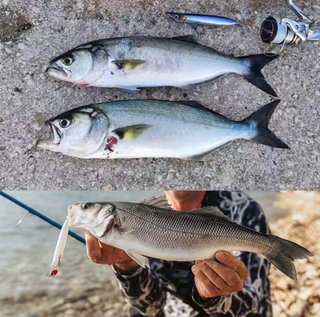 Señuelo Patchinko pesca superficie