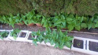 Planta de flores verdes.varios colores.don diego d