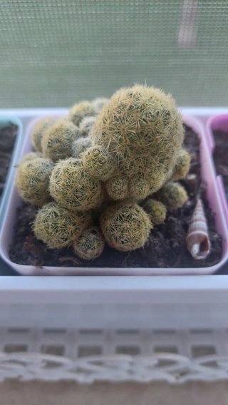 Mammillaria elongata - Mix Talee