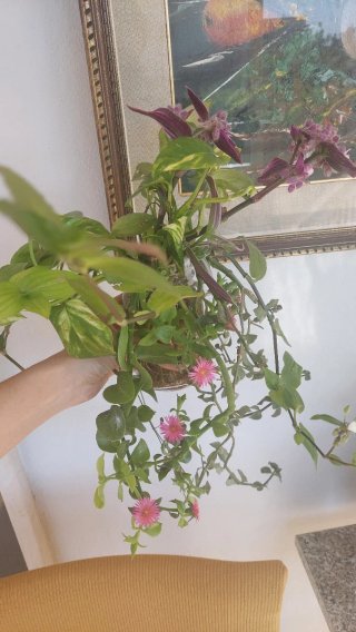 Piante miste radicate in acqua