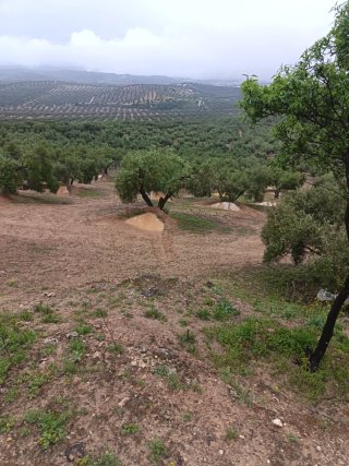 Parcela rustica cortijo los tiros peligros 2499 m.