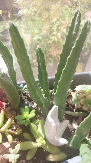 Talea Stapelia Divaricata