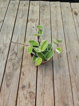 Hoya Carnosa Variegada