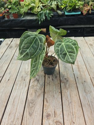 Anthurium Clarinervium