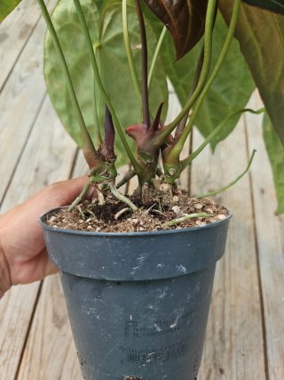 Anthurium Clarinervium
