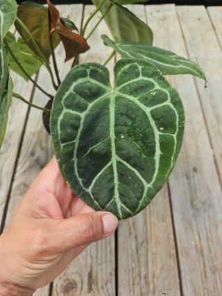 Anthurium Clarinervium