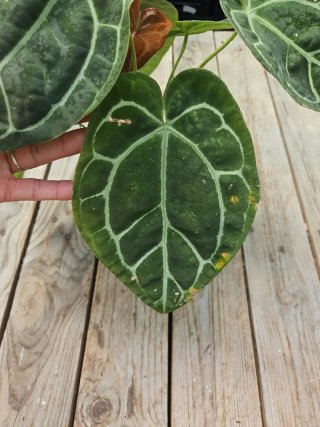 Anthurium Clarinervium