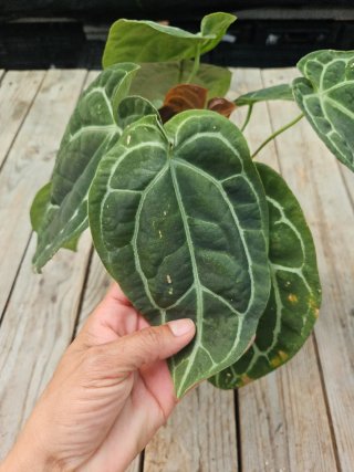 Anthurium Clarinervium