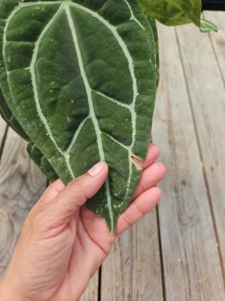 Anthurium Clarinervium