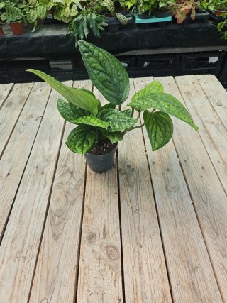 Epipremnum/Monstera Peru