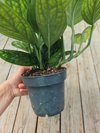 Epipremnum/Monstera Peru