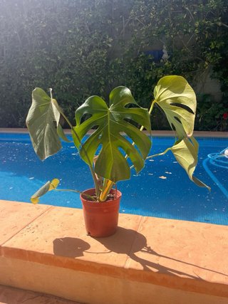 Pianta Tropicale Monstera Deliciosa