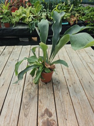 Platycerium "Chifre de veado"