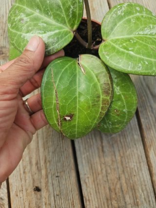 Hoya Sarawak