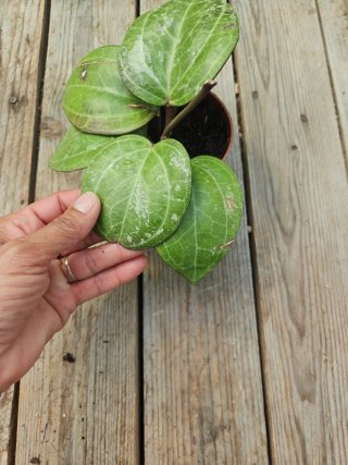 Hoya Sarawak