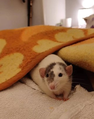 Cuidado a domicilio de animales+adiestramientoK9
