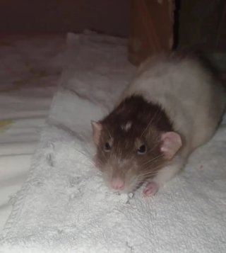 Cuidado a domicilio de animales+adiestramientoK9