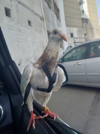 Cuidado a domicilio de animales+adiestramientoK9