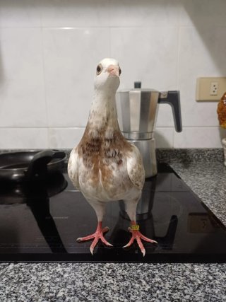 Cuidado a domicilio de animales+adiestramientoK9