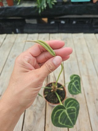 Anthurium Clarinervium